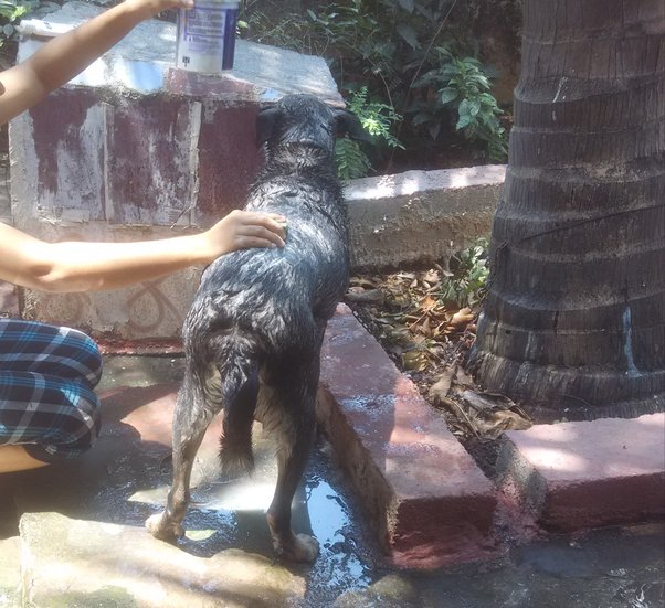 Is It Okay To Bathe Pregnant Dog