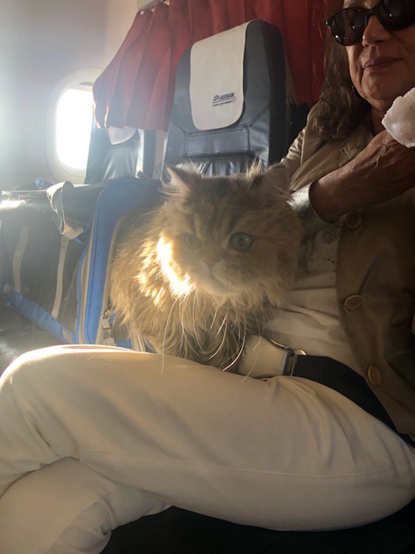 How much does it cost to fly a dog to Spain from the UK? Quora