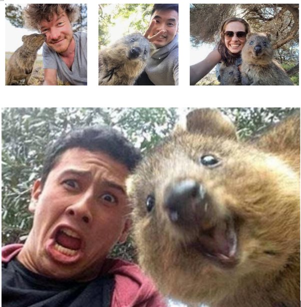 Top 175+ Animal on island with no predators