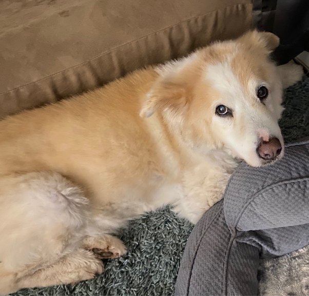 How Can I Tell If My Dog Is A Purebred