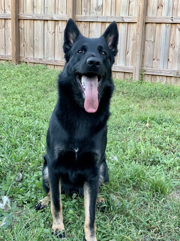 Do Dogs Get Attached To One Person