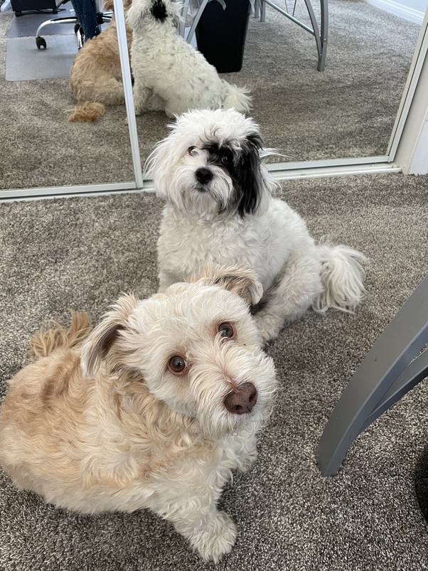 Can dogs learn a command from any language? Quora