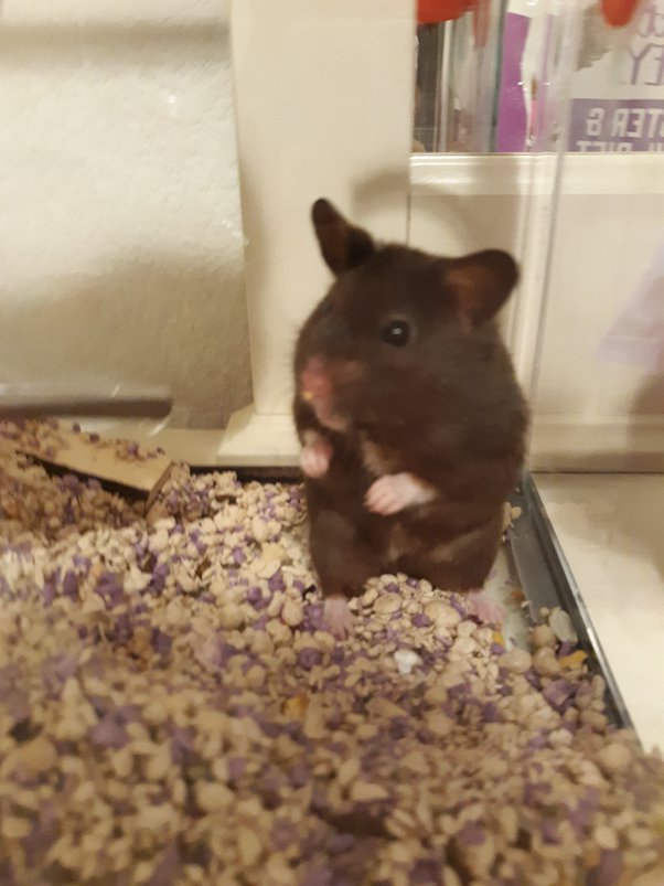 What toys do hamsters like? Quora