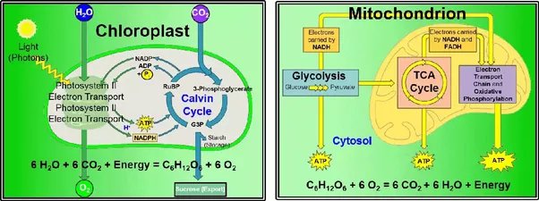 Select Each of the Phrases That Describe the Krebs Cycle.