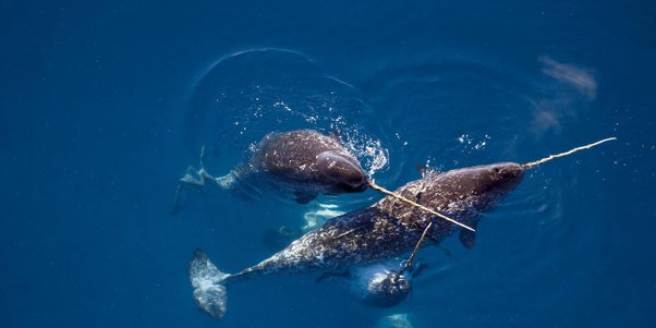 How does a narwhal use its tusk? - Quora