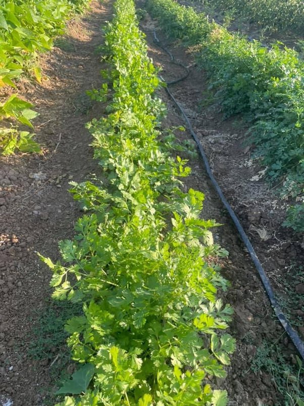 My cilantro is really limp and skinny; what can I do to make it grow