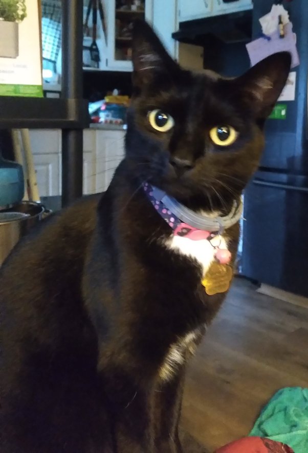 How long does it take a cat to learn his name? Quora