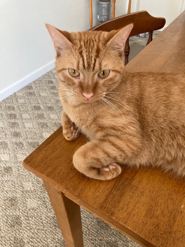 Is it true that a cat needs another cat to keep company? Quora