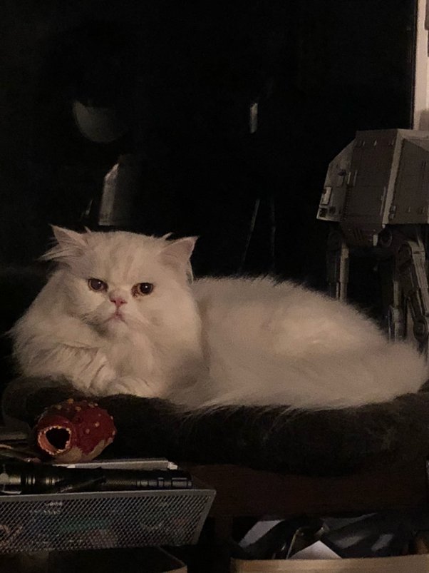 Why does my Persian cat keep throwing up? How can I prevent this? Quora