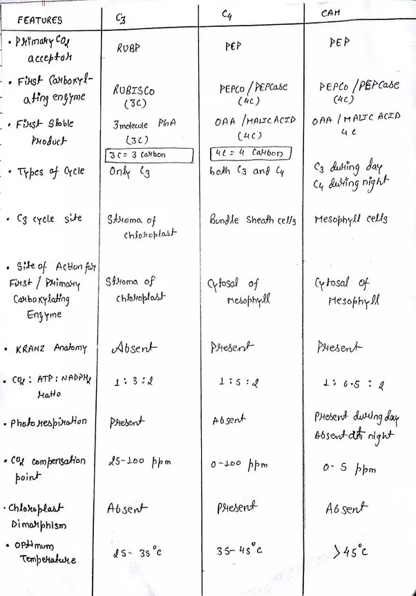 How Would You Compare And Contrast C3, C4, And Cam Plants? - Quora