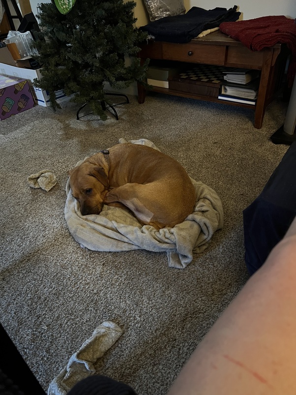 Does Rawhide Dissolve In A Salukis Stomach