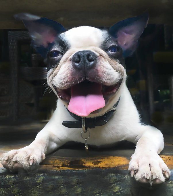 Why does my dog pull the blankets from her kennel? She is old and likes