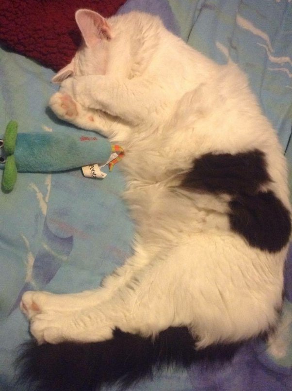 Can cats see things in a completely dark room? Quora