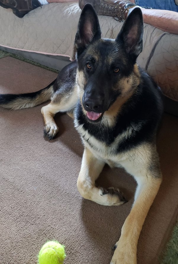 Why Does My Dog Growl When I Kiss