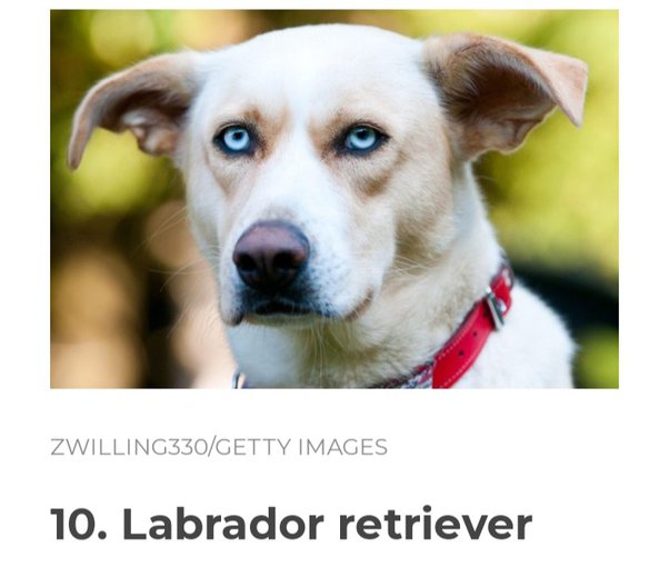 What Is The Rarest Eye Color For Dogs