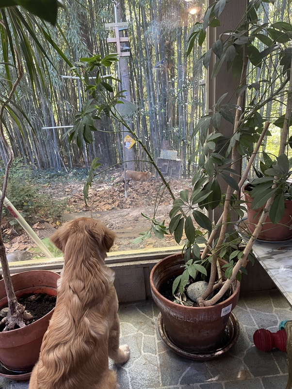 When Can Puppies Walk On Concrete