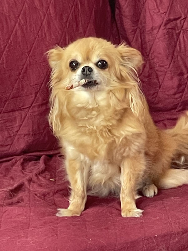 Why Is My Dog Mouthy