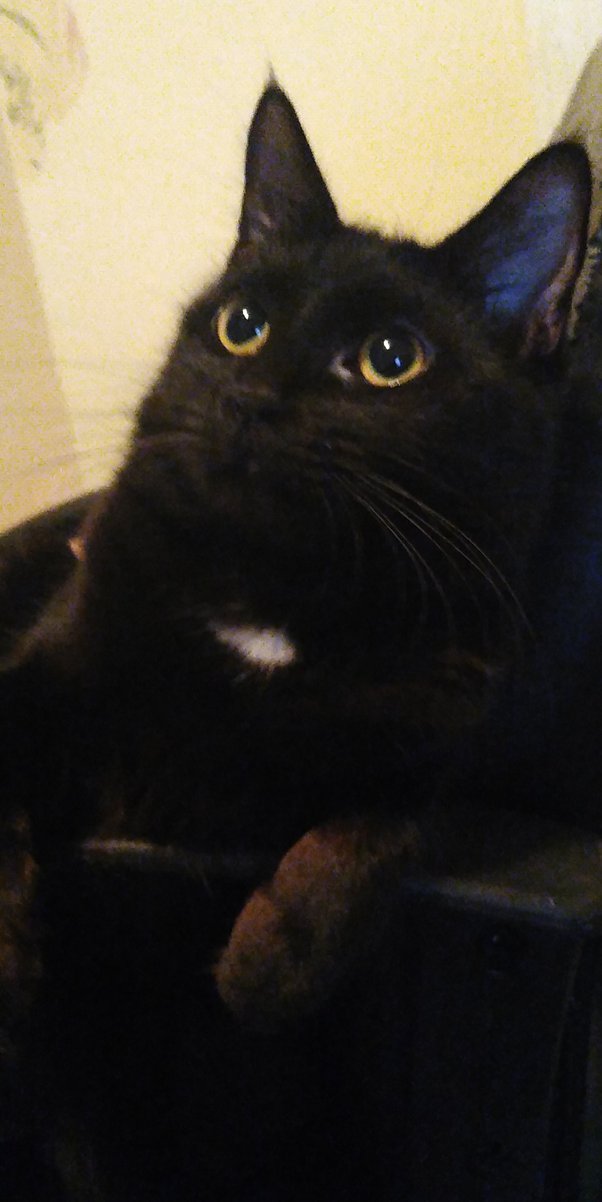 Do cats know when their owners are having a nightmare? Quora