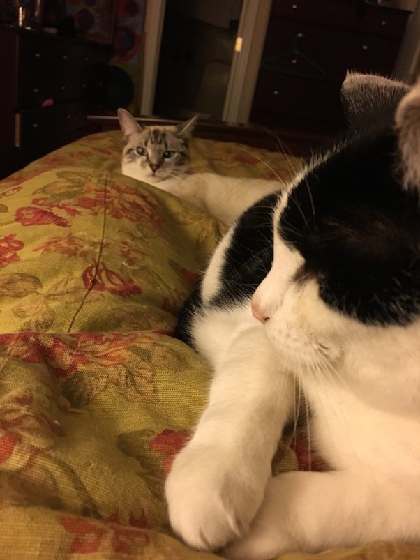 Why do some cats enjoy playing with humans but not other cats? Quora