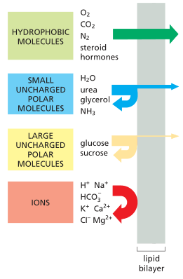 Which Molecule Would Pass Through A Plasma Membrane Most Easily? - Quora