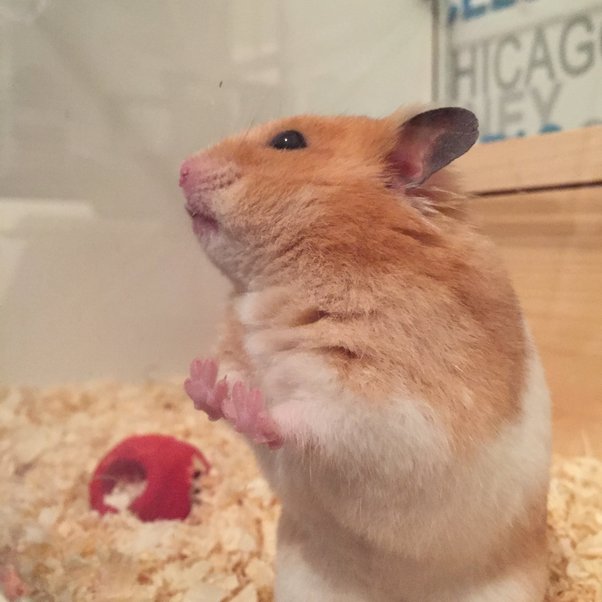 What fruit can Syrian hamsters eat? Quora