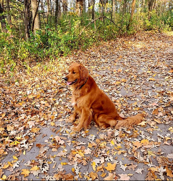 What is the best looking dog breed? Quora