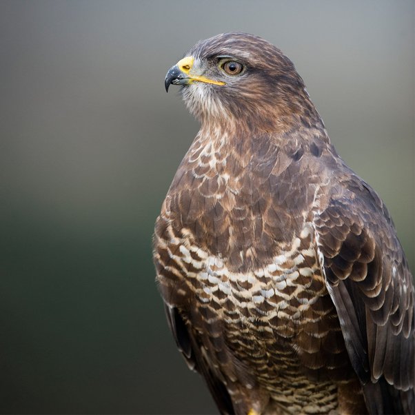 Why do buzzards roost in dead trees and how does it occur? Quora