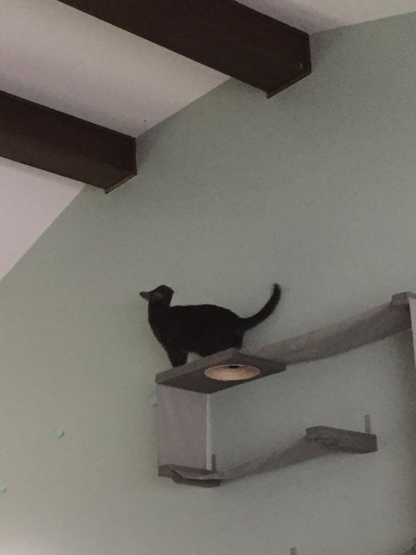 Why do cats not like air blown in their face? Quora