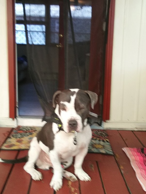 How Much Benylin To Give A Dog By Weight