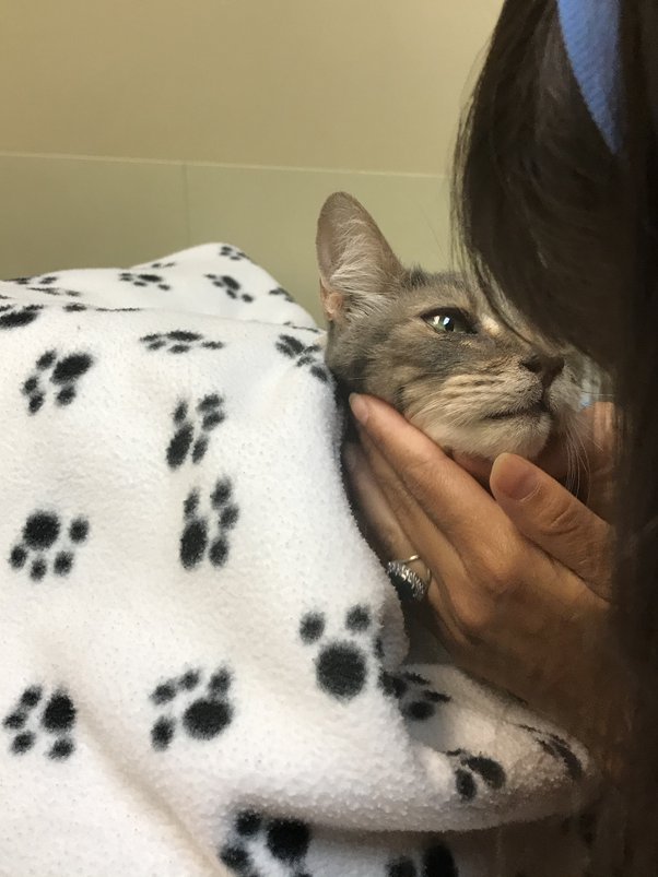 cat lethargic but still eating and drinking Loudly LogBook Photo