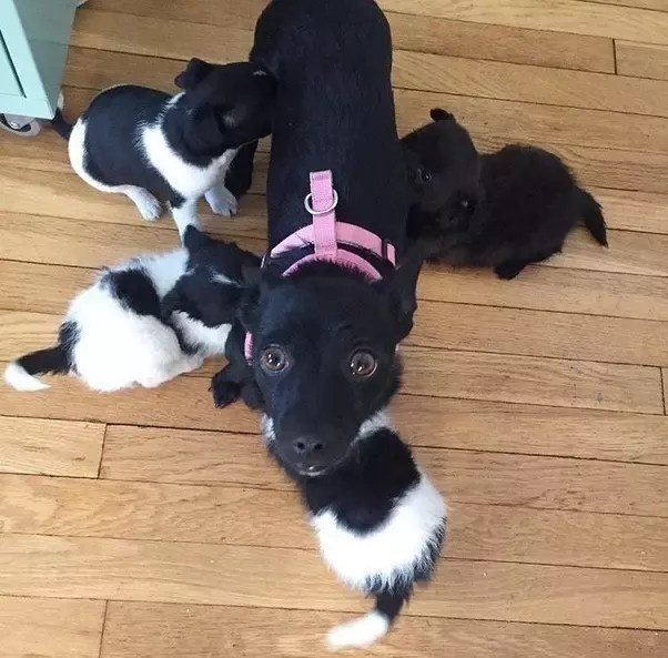 Is It Cruel To Take A Puppy From Its Mother