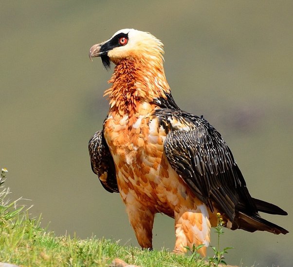 Why don’t vultures get sick from eating rotten meat? Quora