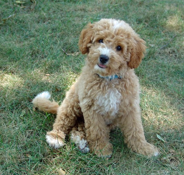 Should I get a labradoodle? Quora