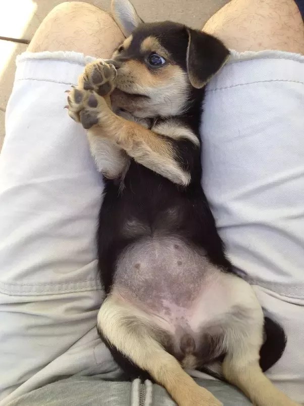 Can You Give A 10 Week Old Puppy A Bath