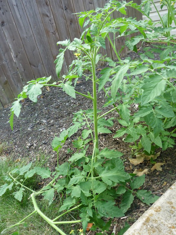 What does a young tomato plant look like? Quora