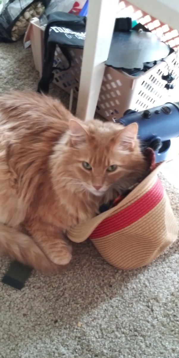 Which is correct in English, 'A cat has 9 lives' or 'a cat have 9 lives