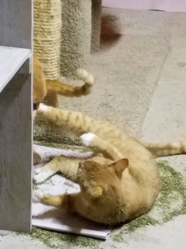 Is there a limit to how much catnip a cat can have at once? Quora