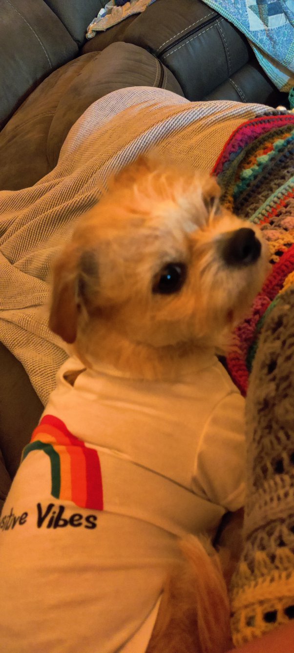 Why Does My Dog Hate Wearing Clothes