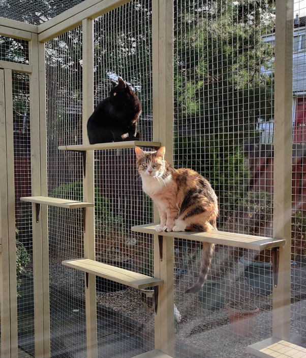 How to keep my kitten from getting scared at night Quora