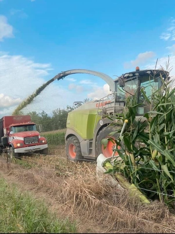 What is the expected yield of feed corn per acre? Quora