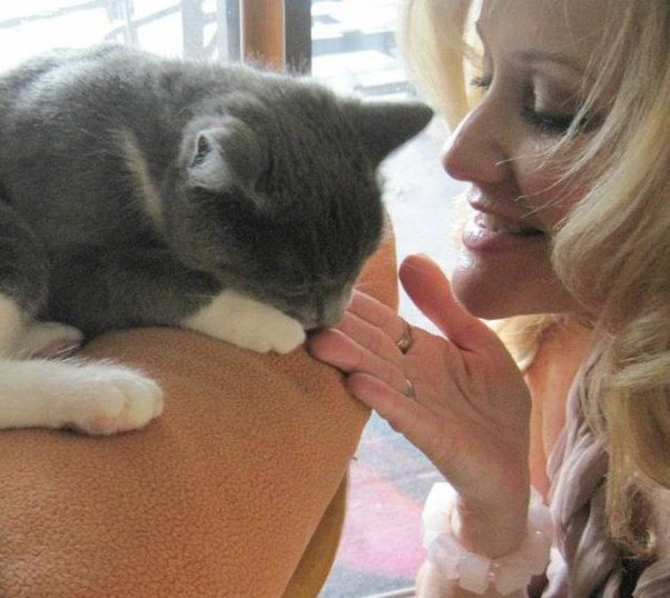 How can a person with cat allergies own a cat? Quora