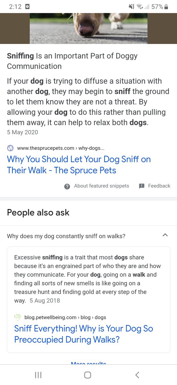 How To Stop Dog From Sniffing While Walking