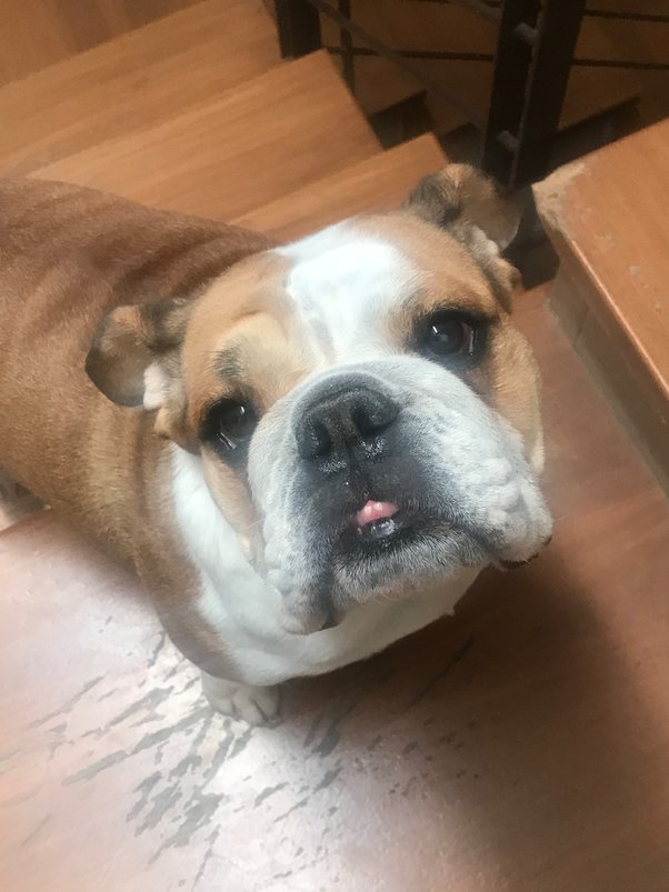 13+ The Bubble Theory Dog Training CrawfMinahal