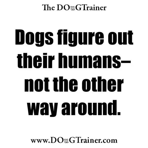 How To Get Your Dog To Stop Jumping On Counters