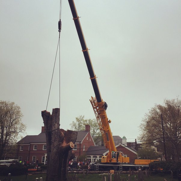 How do trees make you feel? Quora