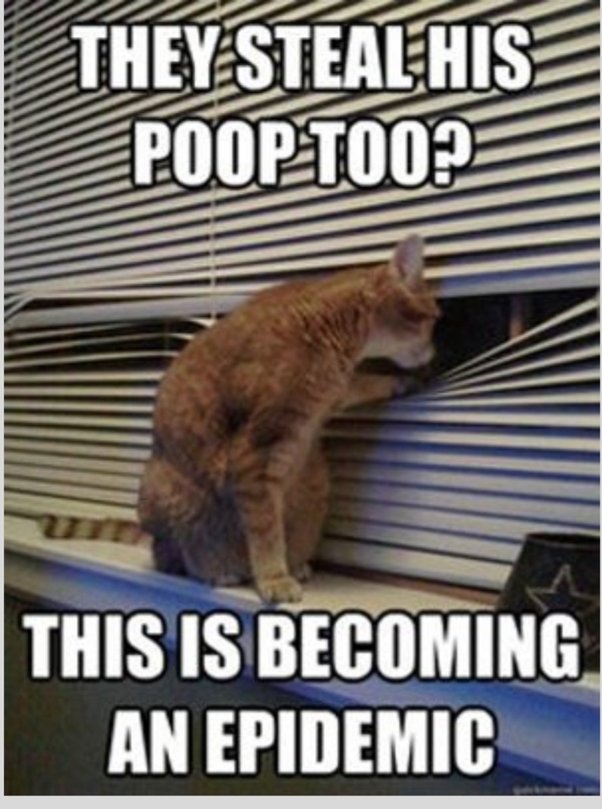 Do cats have to use the bathroom together? Quora