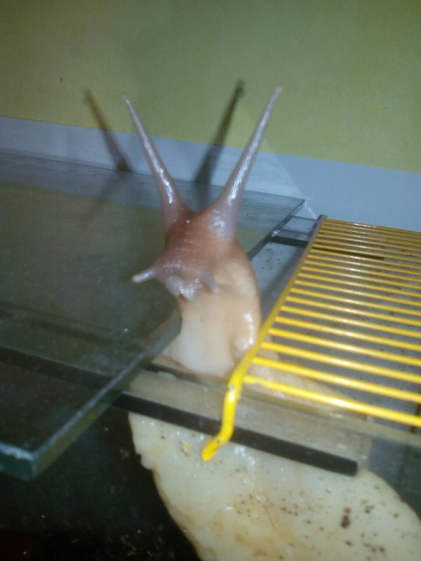 What can I use instead of activated charcoal in a terrarium? Quora