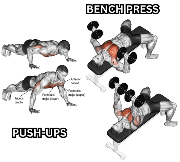 Bench Press vs. Pushups Unveiling the Strength Training Showdown