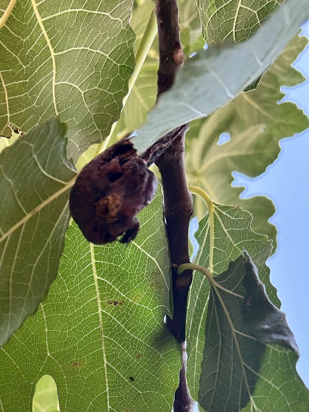 Fig Tree Leaves Turning Black Outlets library.ecosystem.build