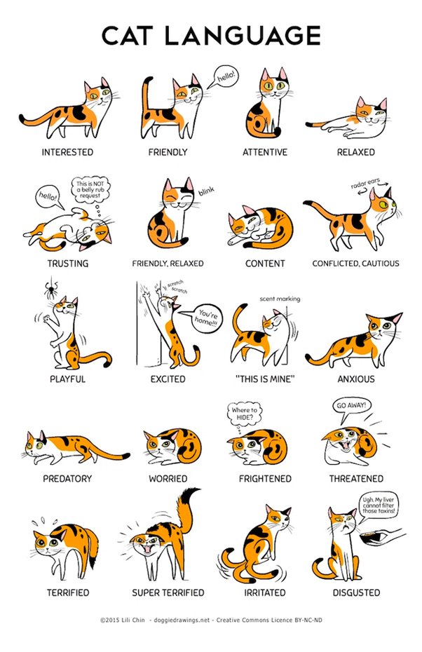 Why Do Cats Wag Their Tails While Lying Down